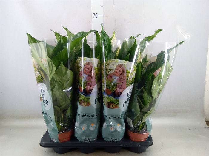 <h4>Spathiphyllum  'Pico Cupido'</h4>