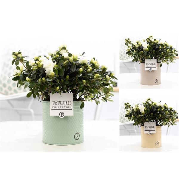 <h4>1st class Azalea white in P&PURE zinc pot Louise 4 ass.</h4>