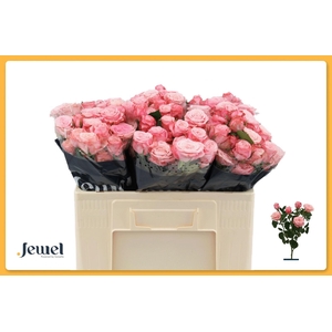 Rosa TR 'Birds Nest'