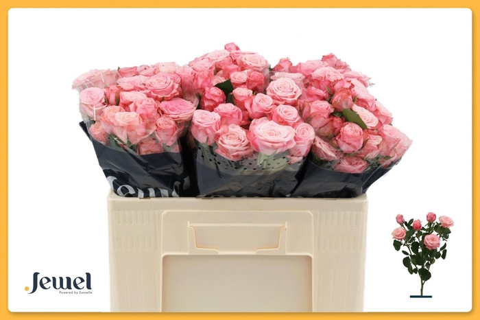 <h4>Rosa TR 'Birds Nest'</h4>