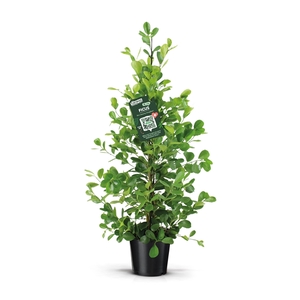 Ficus microcarpa moclame