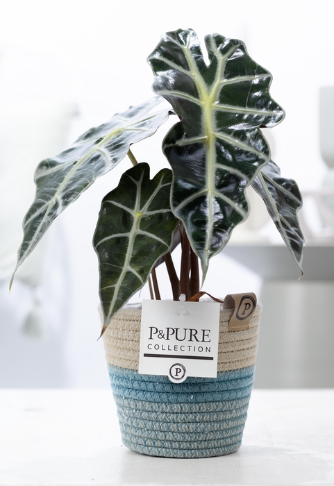 <h4>Alocasia Polly in P&PURE Fashionpot Valerie</h4>
