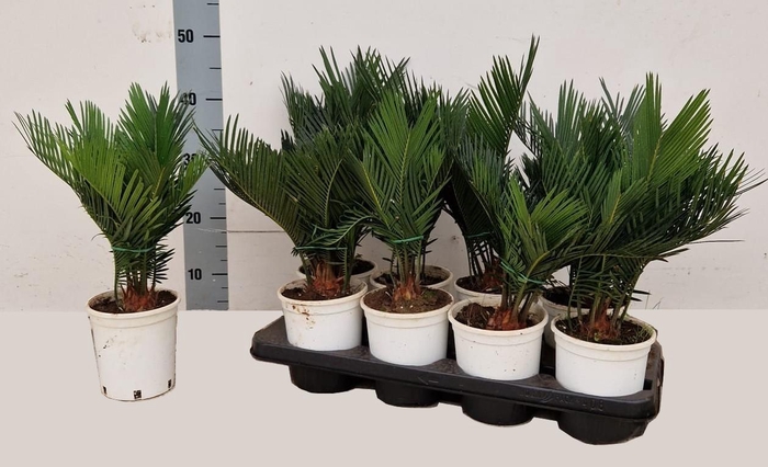 <h4>CYCAS REVOLUTA</h4>