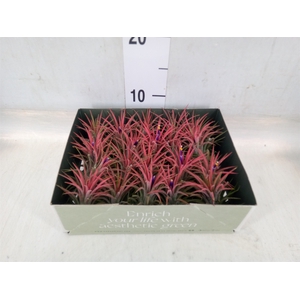 Tillandsia