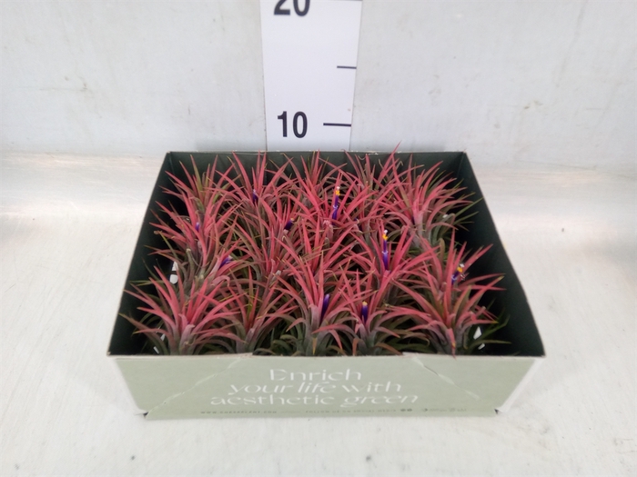 <h4>Tillandsia</h4>