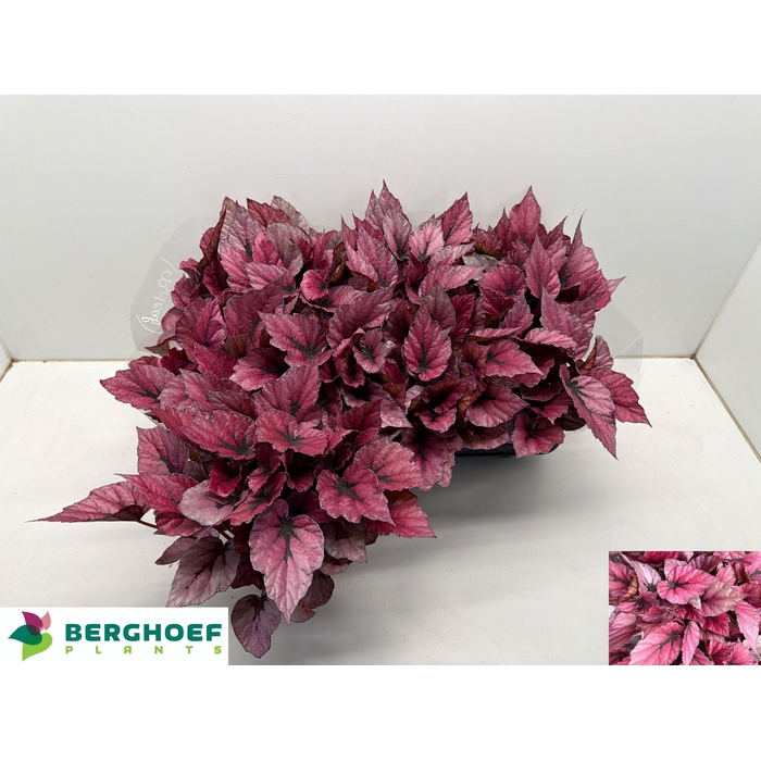 <h4>BEG BEL INDIAN SUMM</h4>