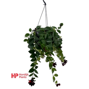 Aeschynanthus 'Mona Lisa'; bloeiend