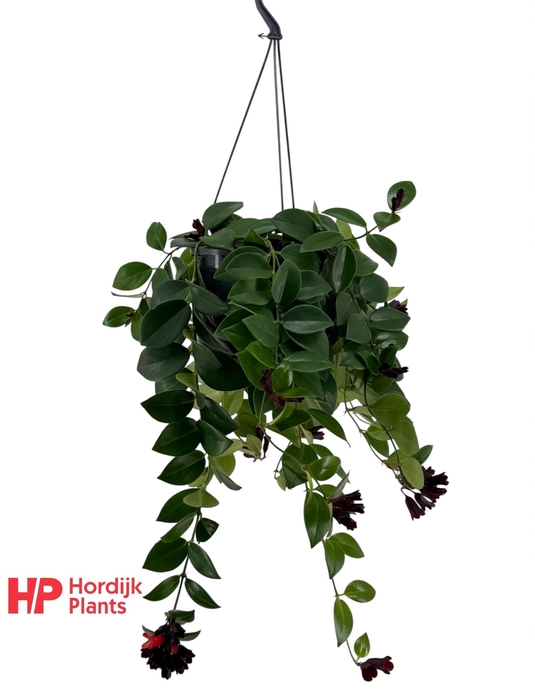 <h4>Aeschynanthus 'Mona Lisa'; bloeiend</h4>