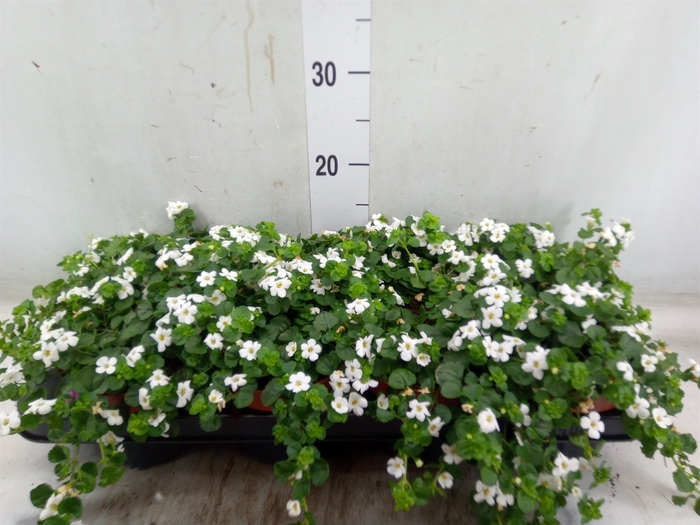 <h4>Sutera  'White Showers'</h4>