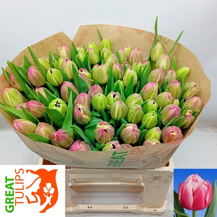 <h4>TU DU COLUMBUS</h4>