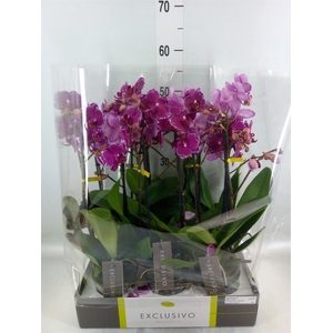 Phalaenopsis multi.   ...lilac