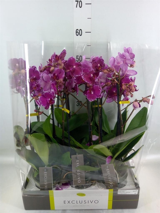 <h4>Phalaenopsis multi. ...lilac</h4>
