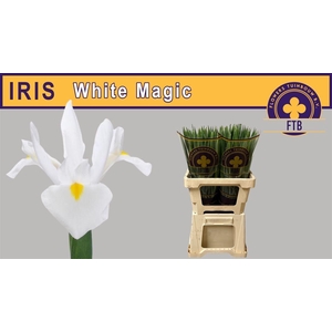Iris White Magic