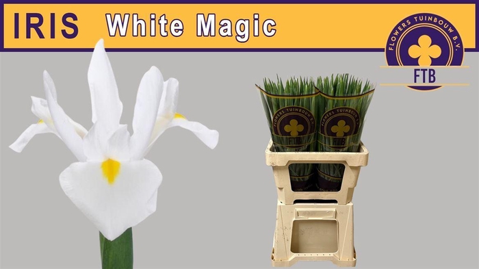 <h4>Iris White Magic</h4>