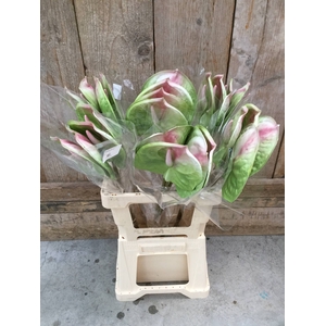 ARTIFICIAL SOFT TOUCH ANTHURIUM BIO*