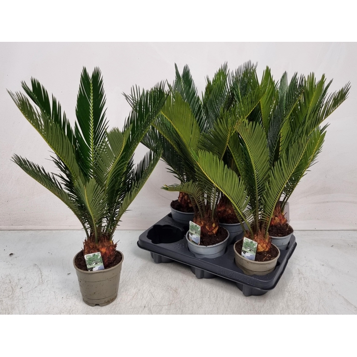 <h4>CYCAS REVOLUTA</h4>