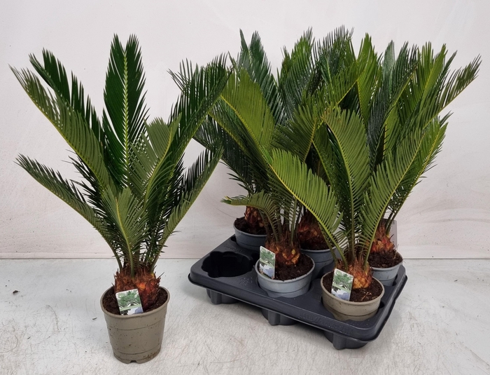 CYCAS REVOLUTA