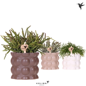 Kolibri Greens Rhipsalis mix in Cotton pot sand mix