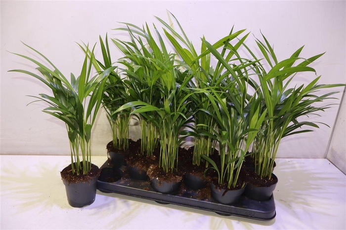 <h4>Dypsis Lutescens</h4>