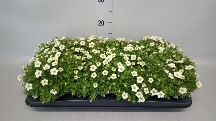 <h4>Saxifraga arend.</h4>