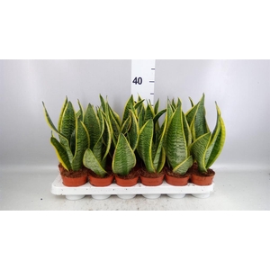 Sansevieria trifa. 'Futura Superba'