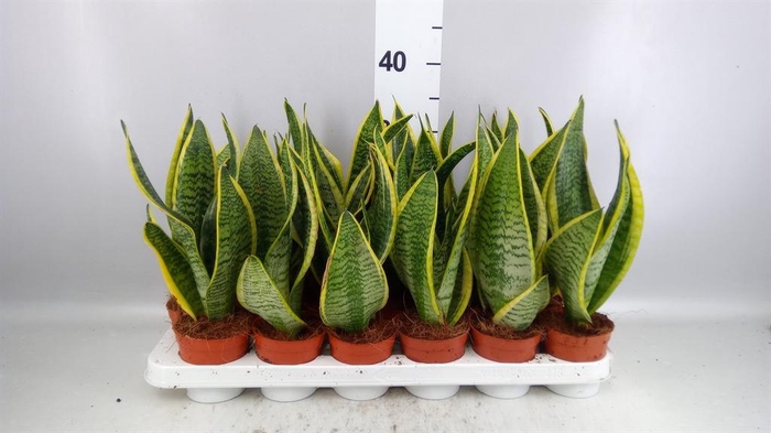 <h4>Sansevieria trifa. 'Futura Superba'</h4>