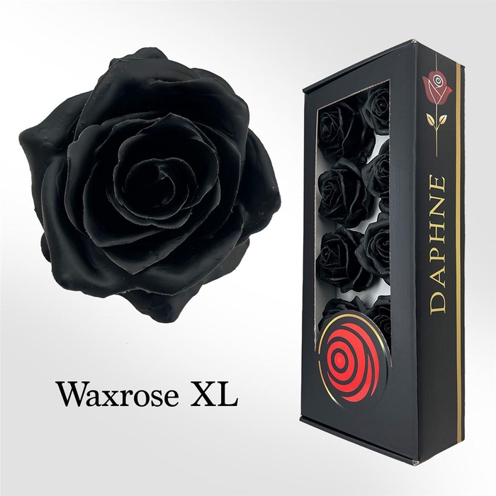 <h4>Wax Rose Xl Zwart</h4>