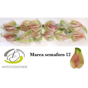 Anth A Marea