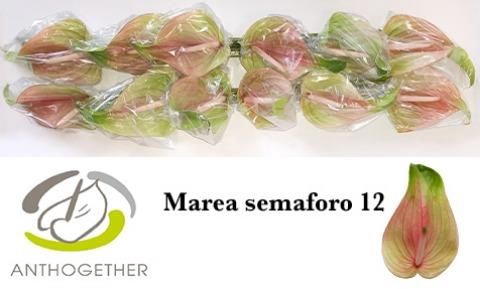 <h4>Anth A Marea</h4>