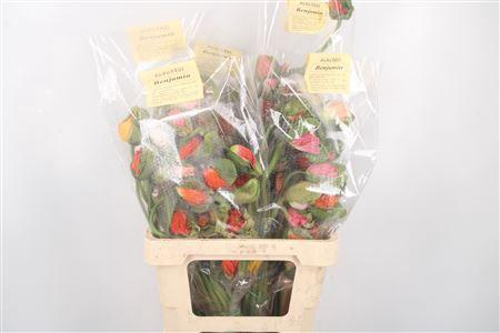 Papaver Mix Super Per Stem