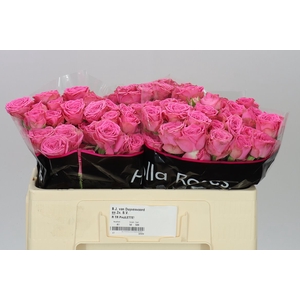 Rosa Tr Paulette! Pink