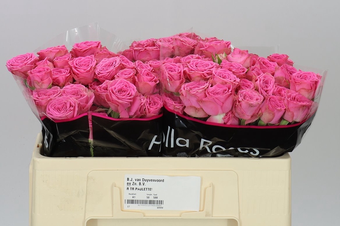 <h4>Rosa Tr Paulette! Pink</h4>