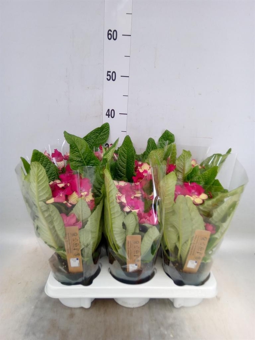 <h4>Streptocarpus   ...</h4>