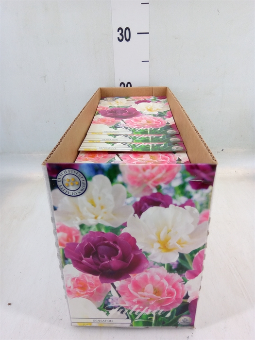 <h4>Tulipa   ...flowerbulbs</h4>