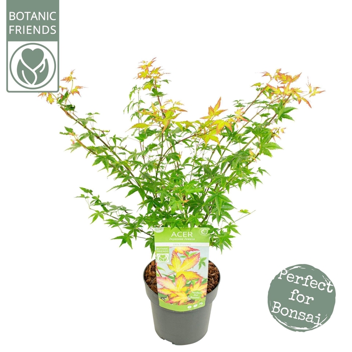 Acer palmatum Little Princess