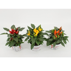 Capsicum annuum Favorit Gemengd