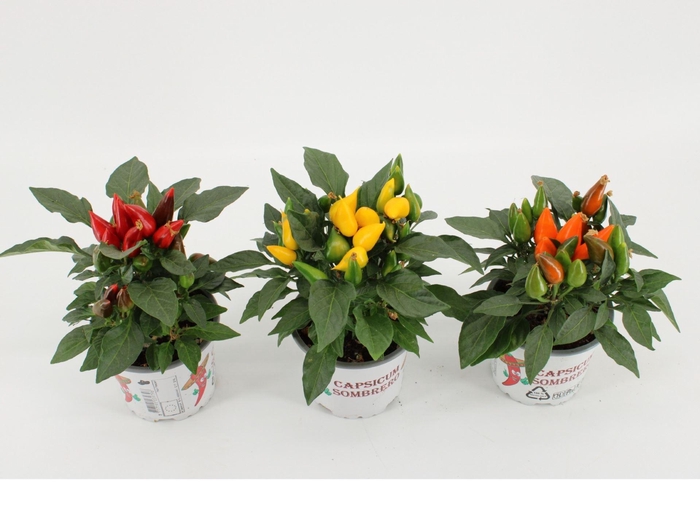 <h4>Capsicum annuum Favorit Gemengd</h4>