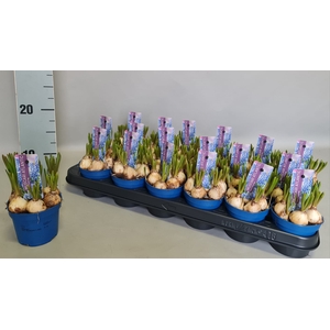 Bol op pot Muscari Atlantic 9cm