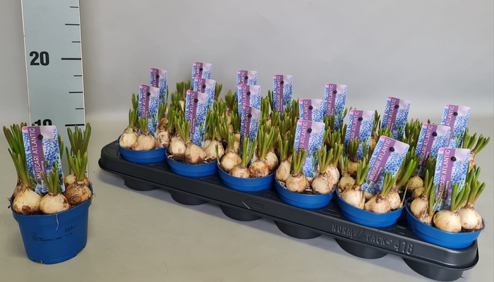 Bol op pot Muscari Atlantic 9cm