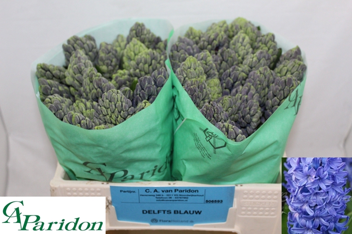 <h4>HYAC DELFT BLUE</h4>