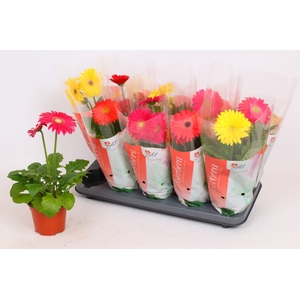 Gerbera Colourgame (40)