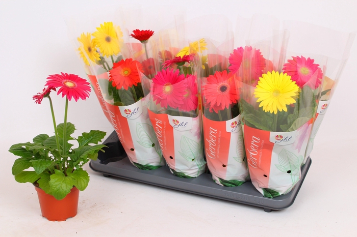 <h4>Gerbera Colourgame (40)</h4>