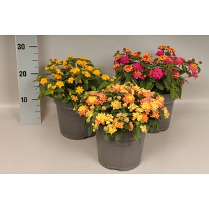 Perkplanten 19 cm Lantana Divers