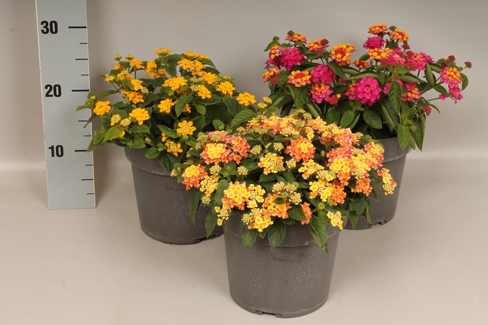 <h4>Perkplanten 19 cm Lantana Divers</h4>