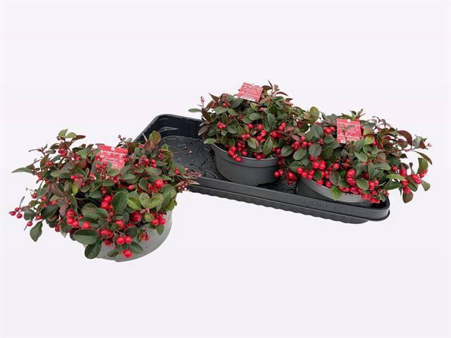 <h4>GAULTH PR BIG BERRY</h4>