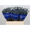 Eryngium Blue Dynamite