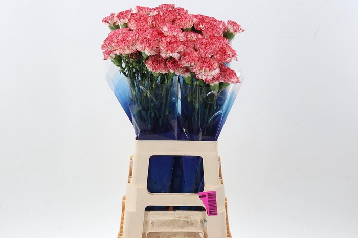 <h4>Dianthus ST 'Montoya'</h4>