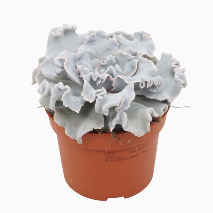 <h4>Echeveria</h4>