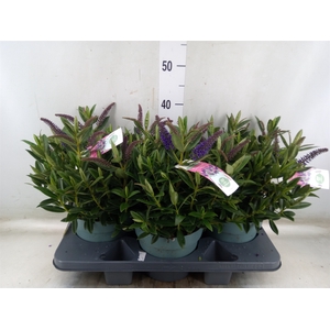 Hebe  'Hebedonna Britta'
