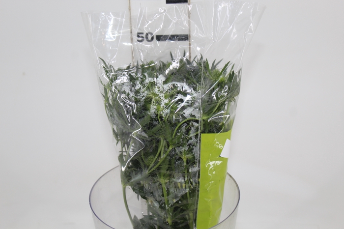 <h4>ERYNGIUM 050 CM</h4>